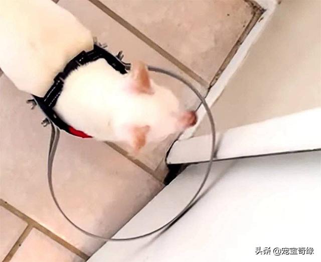 被装在包包里的毛孩纸，被装在包包里的毛孩纸怎么处理（铲屎官为毛孩们所做的事情让人感动图片）