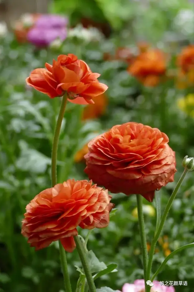 花毛茛，花毛茛<Ranunculus（花毛茛的花语）