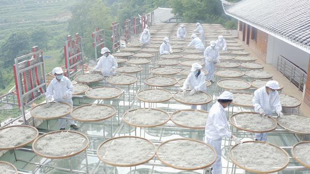 野生莓茶有什么功能，野生莓茶藤茶有什么功能（明朝士兵们打仗时常喝的“土家神茶”为何现在无人问津）