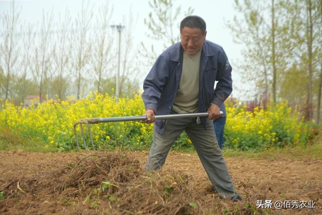 千年何首乌真实存在吗，人工种植产量堪比红薯