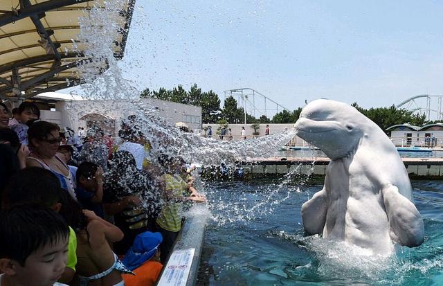 白鲸的特点有哪些，怎么形容白鲸的特点（当你还将白鲸当成没有情感的动物时）