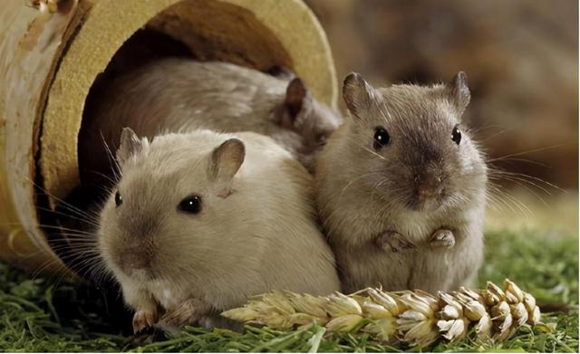 该如何正确的饲养仓鼠呢，教你养护可爱的小仓鼠