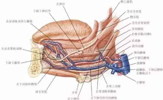 咬舌可以自尽吗，咬舌能自尽么（“咬舌”真的可以“自尽”吗）