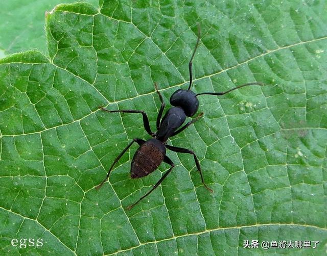 蚂蚁是益虫还是害虫，蚂蚁害虫还是益虫（蚂蚁到底是益虫还是害虫）