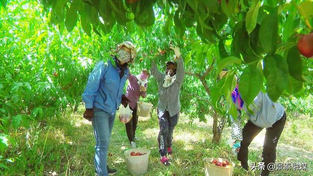 油桃含糖量高吗，油桃含糖量高吗（油桃“甜蜜”上市，等你来尝鲜）
