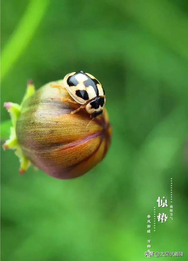  惊蛰节气介绍，二十四节气丨惊蛰 