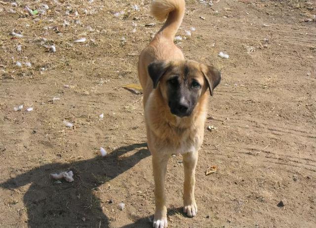 狗一般能活多久，狗能活多久（7种常见狗狗的“寿命榜”）