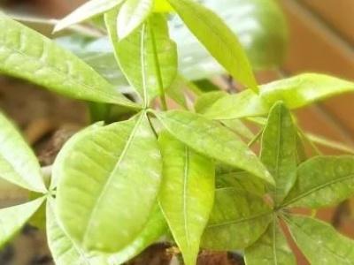 发财树叶子发黄，怎样解决发财树黄叶（发财树叶子发黄什么原因）