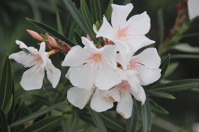 夹竹桃图片（夹竹桃，驱蟑螂的植物夹竹桃长什么样子（关于有毒植物“夹竹桃”）