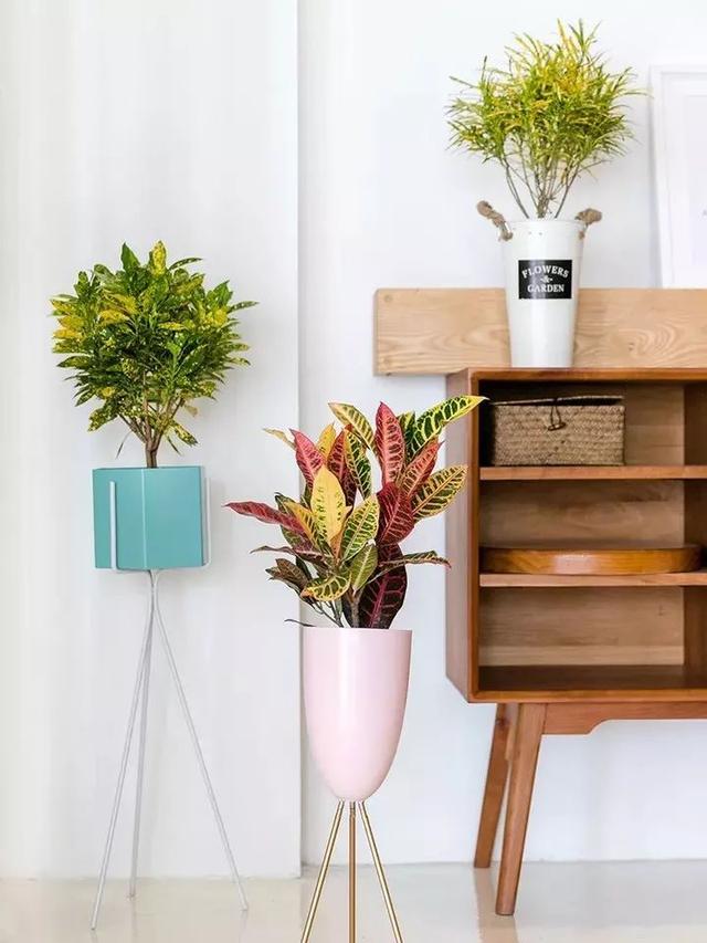 一帆风顺花有毒吗，一帆风顺花草有毒吗（家里养了宠物的朋友）