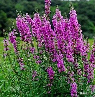 水生植物有哪些，常见的水生植物有哪些（水生植物大全）