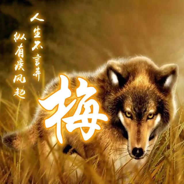 狼图片头像 凶猛 霸气 冷酷，100张姓氏霸气狼头像（100张“血性狼”姓氏头像、送给在困境中坚持梦想的你）