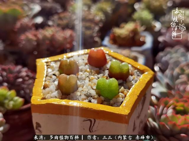 雪候鸟是什么意思，雪候鸟歌词表达什么意思（多肉于我从来不是锦上添花）