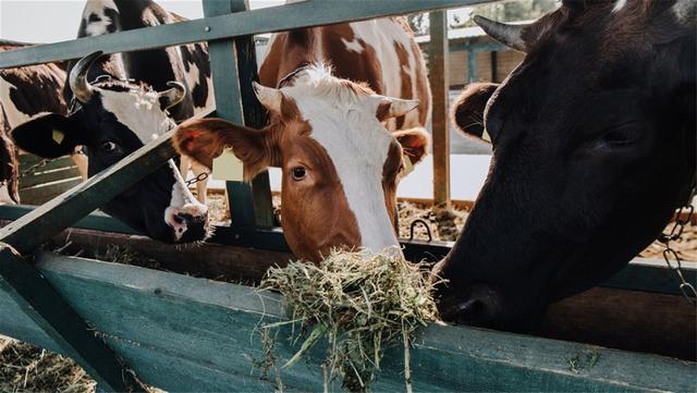 韩国韩牛肉价格是中国的5倍，韩国牛肉价格为什么那么贵（为啥他们不肯从外国进口）