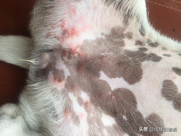 狗狗9种皮肤病图片，狗皮肤病图片（狗皮肤病怎么治疗用什么药）