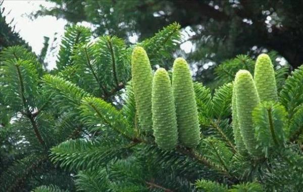 国家一级保护植物的名单，国家一级保护植物简介（植物世界丨国家一级重点保护野生植物名录）