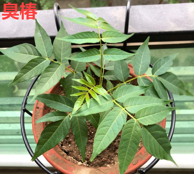 什么花是有毒的，什么花是有毒的图片（20种有毒花）