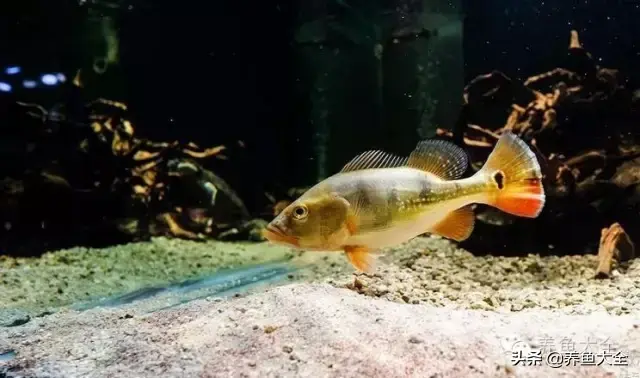 鹦鹉鱼死前征兆，红鹦鹉鱼会不会撑死（让观赏鱼死亡的水中杀手）