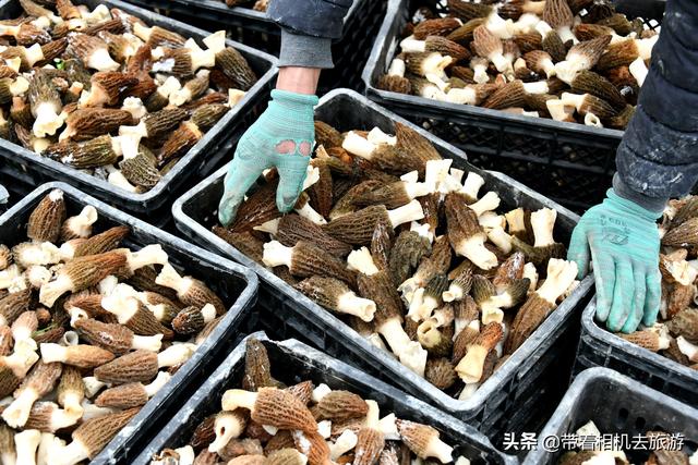 阳雀菌怎么做好吃,阳雀菌怎么吃最好(原来只能吃山上的) 阳雀菌怎么做好吃,阳雀菌怎么吃最好(原来只能吃山上的)