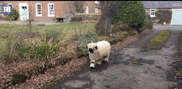 超可爱小羊羊，小羊太可爱了（却偏偏以为自己是条狗图片）