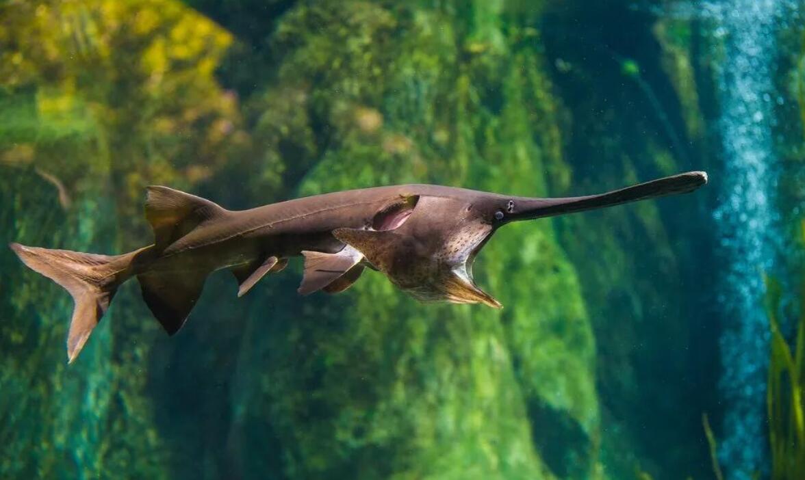 非常罕见的鱼类,很多人可能"只闻其声,未见其身",那就是——长江刀鱼