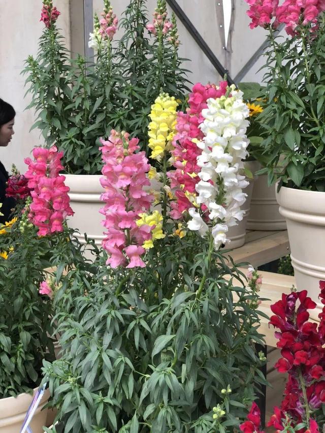 金鱼草怎么养，1种花长得像金鱼（金鱼草怎么养殖维护啊）