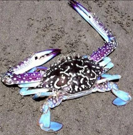 梭子是什么样的，梭子是啥玩意儿（生物相册•散落全世界的远亲）