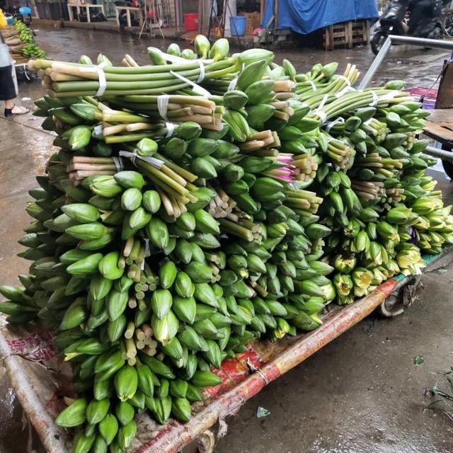 荷花最好看的品种是什么，这花最好看、最好养