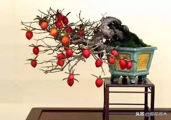 老鸦柿和金弹子的区别，老鸦柿和金弹子谁更容易养活（老鸦柿盆景）