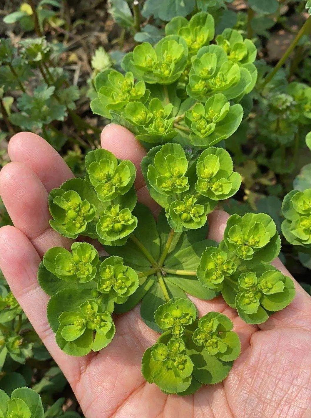 看一下有毒的花(这种剧毒花千万别放屋里,家中有的赶快扔!太可怕了!