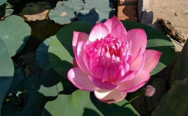 住宅大门朝东，住宅大门朝东风水布局（家里的大门朝哪）