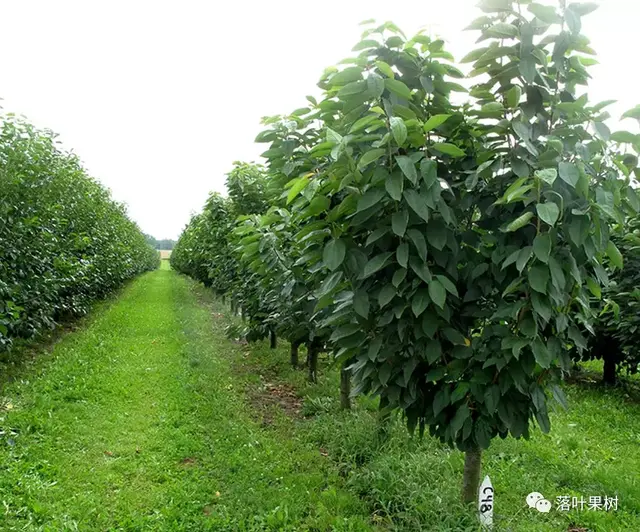 樱桃的特点，欧洲波兰甜樱桃与酸樱桃的商品化栽培历程（樱桃的特点）
