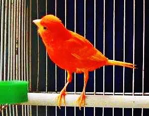 玉鸟吃什么饲料好，玉鸟吃什么饲料好（白玉鸟的饲养方法）