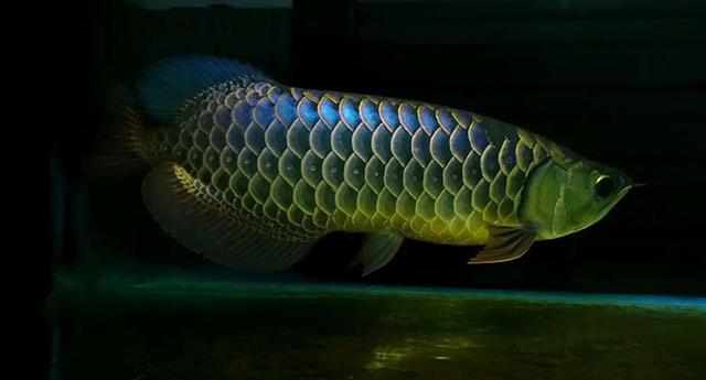 高背红尾金龙鱼，高背金龙鱼的简介-高背金龙鱼的配对方法（鱼友当自强——学会辨识金龙品种和泡药鱼）