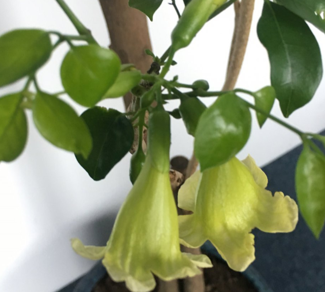 幸福树会开花吗，盆栽幸福树开花吗（养了10年的幸福树）