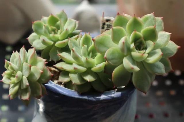 丸叶松绿怎么养，丸叶松绿的叶子可用来繁殖吗（养多肉，记名字，预防老年痴呆）