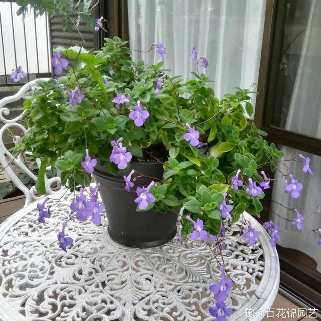 鸟尾花的繁育管理，鸟尾花 花期（30种耐阴花）