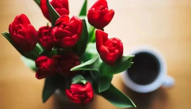 月季花的寓意和象征，月季花的寓意和象征花语（这9种生活中常见的烂漫之花）