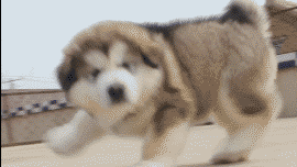 阿拉斯加犬小时候，狗一般有几个月就长成大狗了（毛茸茸的一团太可爱了吧）