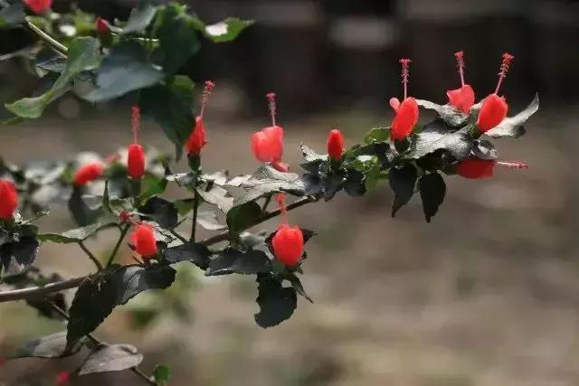 元宵节花灯种类，元宵节彩灯有哪些种类（今日元宵丨这些“花灯”见过3种算你厉害）