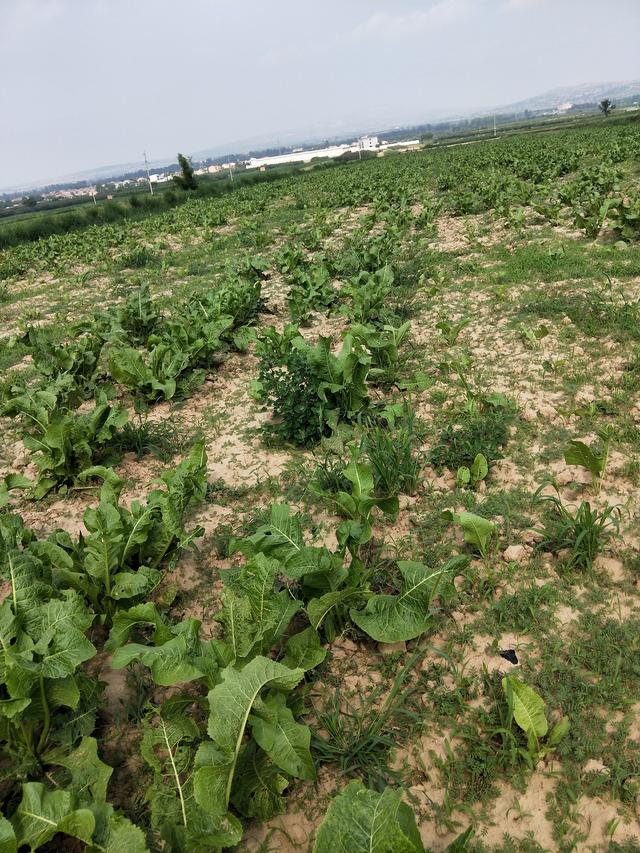 辣根的功效与作用，辣根的功效和作用有哪些（今日植物图片--辣根）