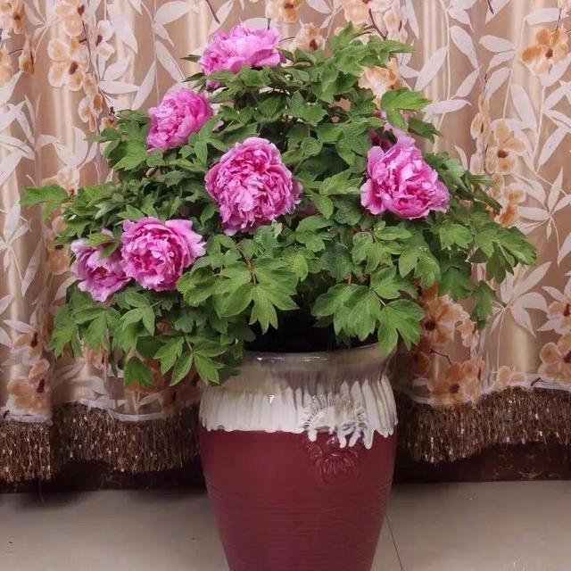 我国国花是什么花，中国国花是什么花（中国国花是什么花）