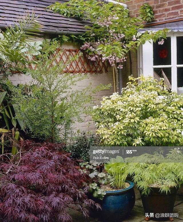 什么样的枫树填空。，什么的枫树填空词语二年级（增添了花园四季色彩之美）