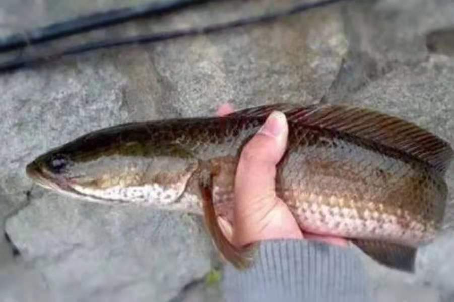 釣黑魚技巧視頻教程(氣溫越高) - 去釣魚