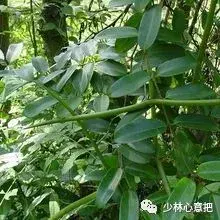 白牛胆的功效与作用，白牛胆的功效与作用禁忌（中药图片大全与功效）