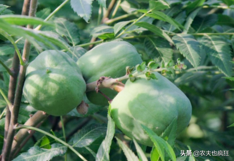 木瓜树，种1次收获300年（木瓜树长白斑菌怎么办）