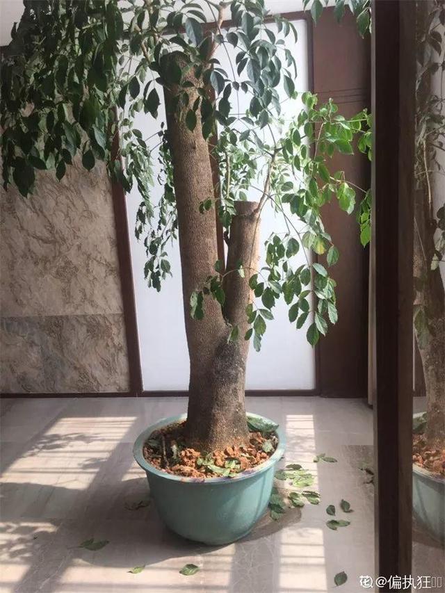 鹅掌柴的作用与功效，鹅掌柴的功效与作用（一养就能养20年）