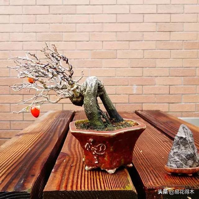 老鸦柿和金弹子的区别，老鸦柿和金弹子谁更容易养活（老鸦柿盆景）