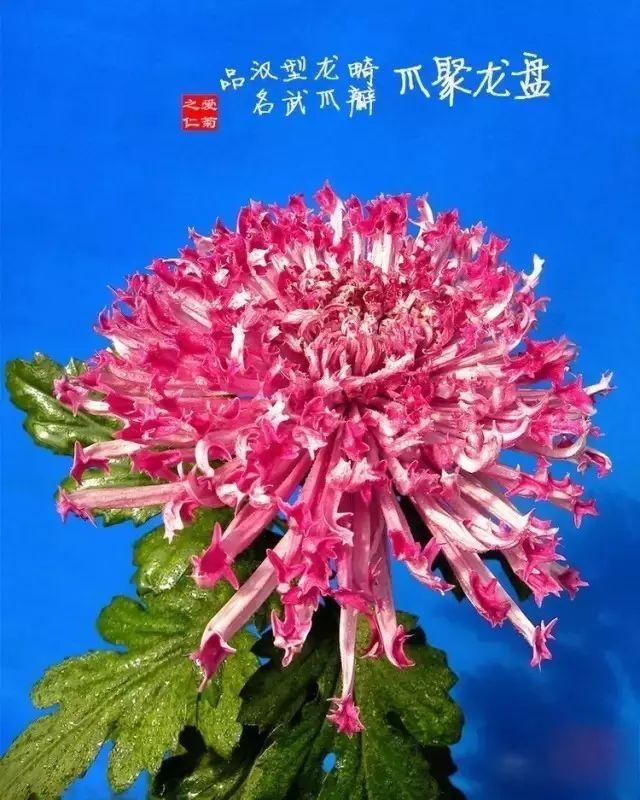 世界最美菊花80种太美了，金秋十月赏菊花——世界最美菊花80种送给您