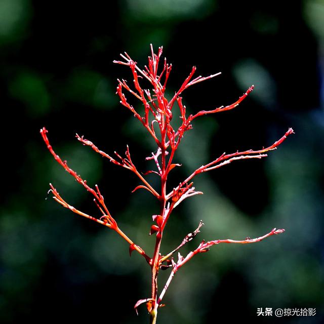 花卉图片大全及花名，常见花卉图片及名称（20种花卉的图片）